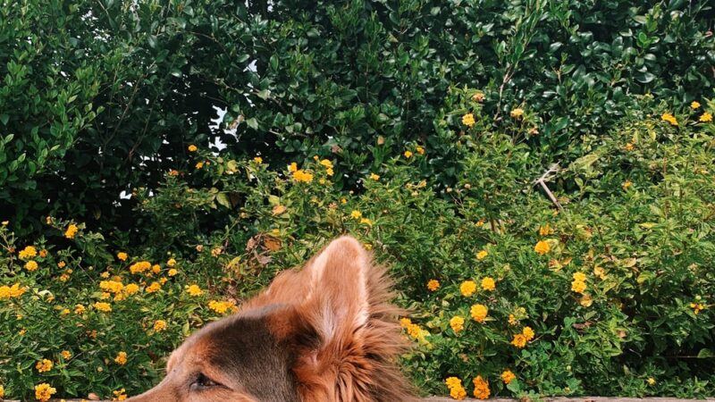 The Adventure Hounds - ,