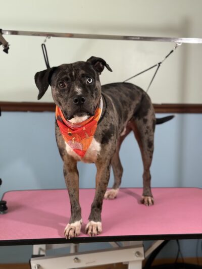 The Doggy City LLC - ,