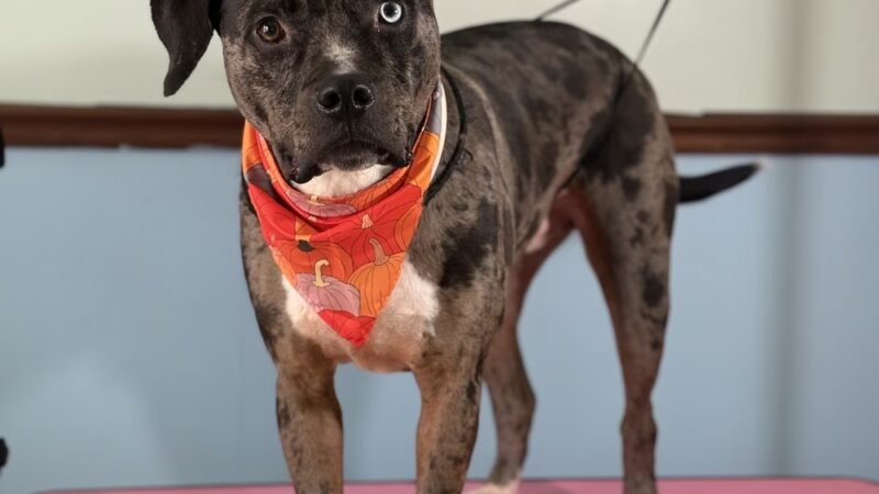 The Doggy City LLC - ,