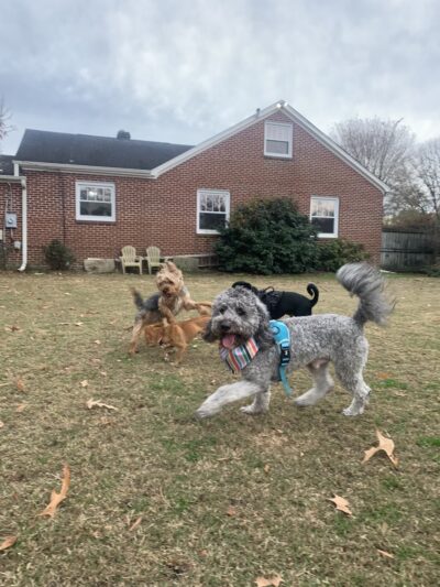 The Doggy City LLC - ,