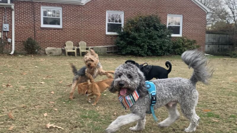 The Doggy City LLC - ,