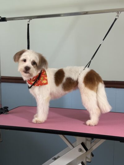 The Doggy City LLC - ,