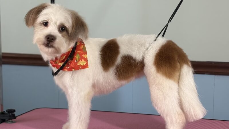 The Doggy City LLC - ,