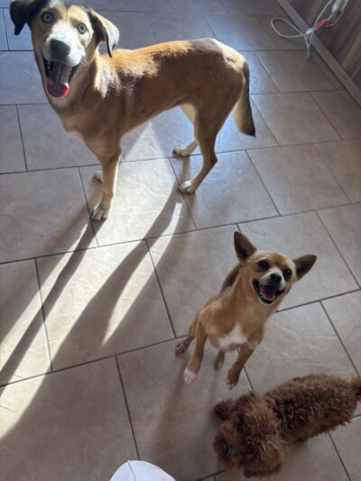 The Doggy City LLC - ,