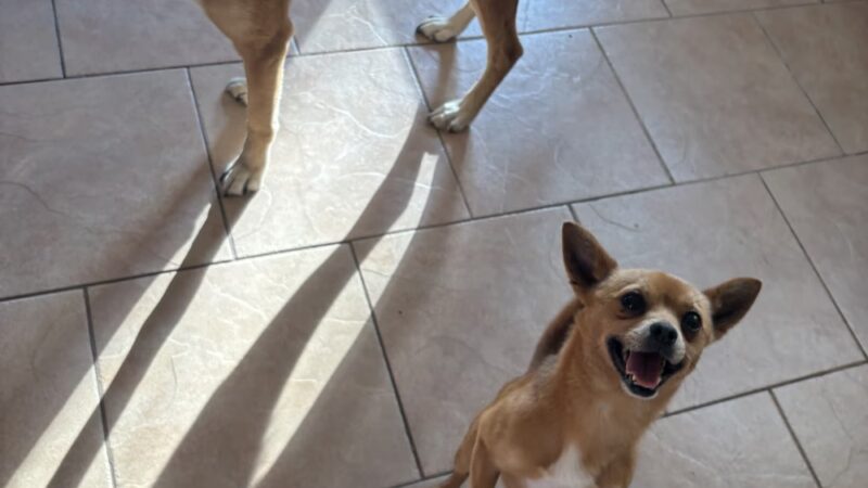 The Doggy City LLC - ,