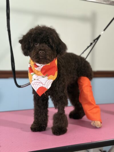 The Doggy City LLC - ,