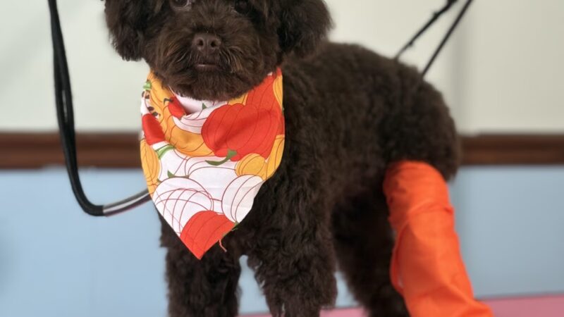 The Doggy City LLC - ,