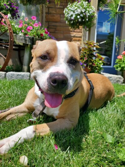 The Puppy Butler - ,