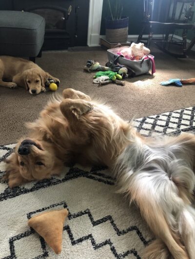 The Puppy Butler - ,