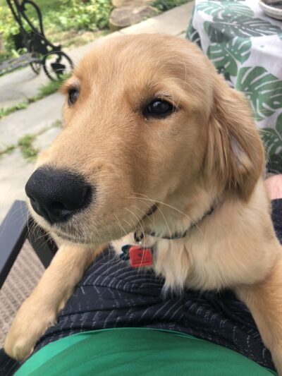 The Puppy Butler - ,