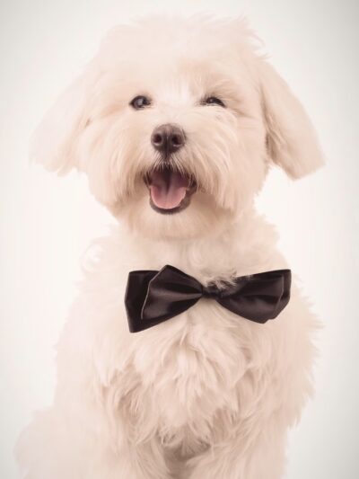 The Puppy Butler - ,