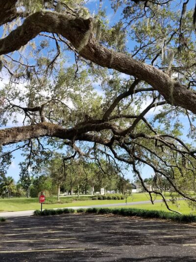 Live Oaks Park in The Villages - The Villages, FL