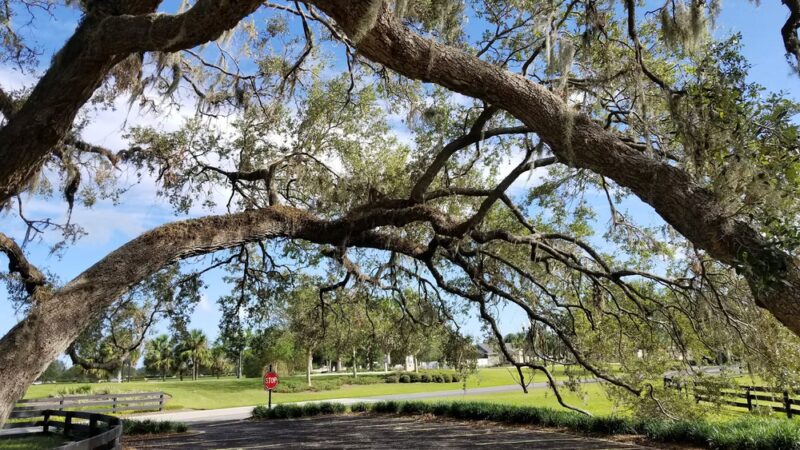 Live Oaks Park in The Villages - The Villages, FL