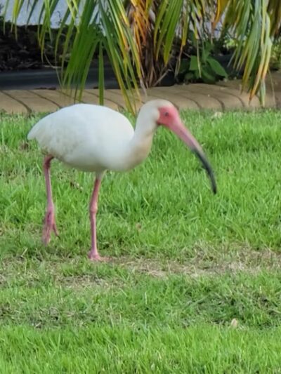 Live Oaks Park in The Villages - The Villages, FL