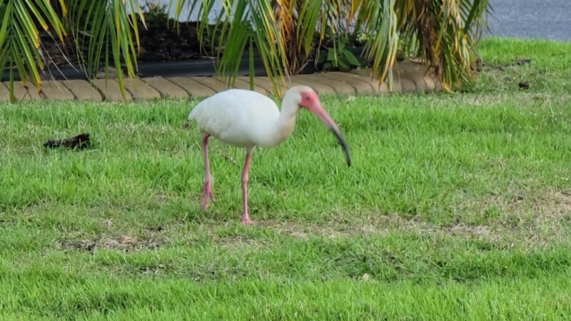 Live Oaks Park in The Villages - The Villages, FL