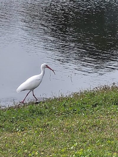 Live Oaks Park in The Villages - The Villages, FL