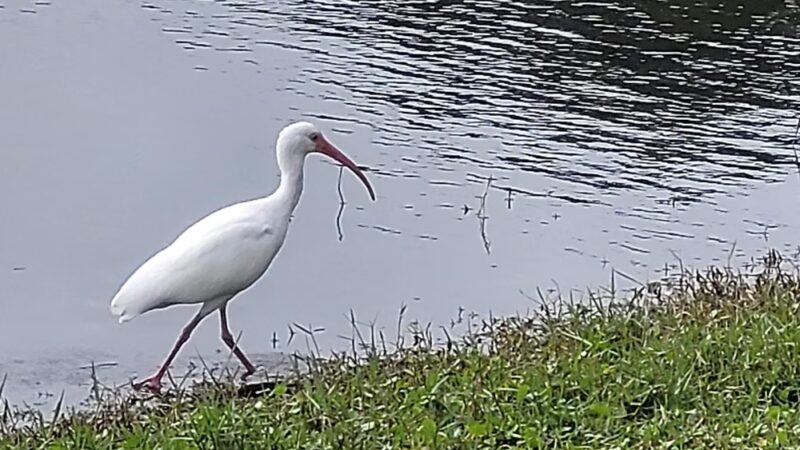 Live Oaks Park in The Villages - The Villages, FL