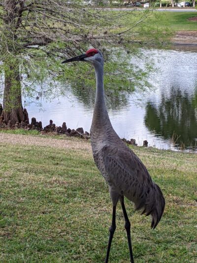 Live Oaks Park in The Villages - The Villages, FL