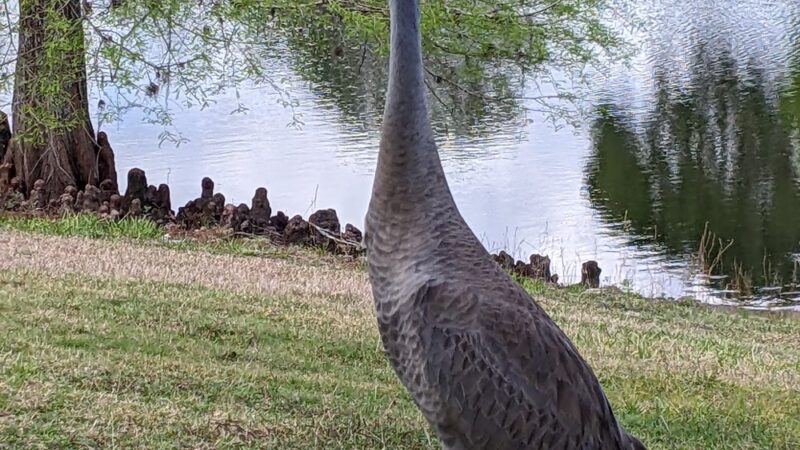 Live Oaks Park in The Villages - The Villages, FL