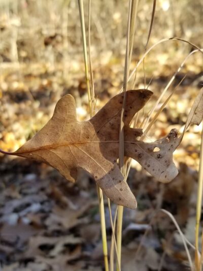 Theodosia Park - Theodosia, MO