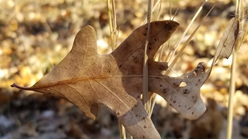 Theodosia Park - Theodosia, MO