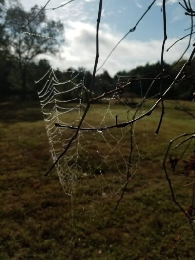 Theodosia Park - Theodosia, MO
