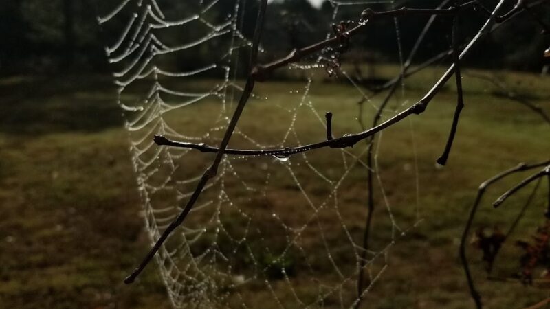 Theodosia Park - Theodosia, MO