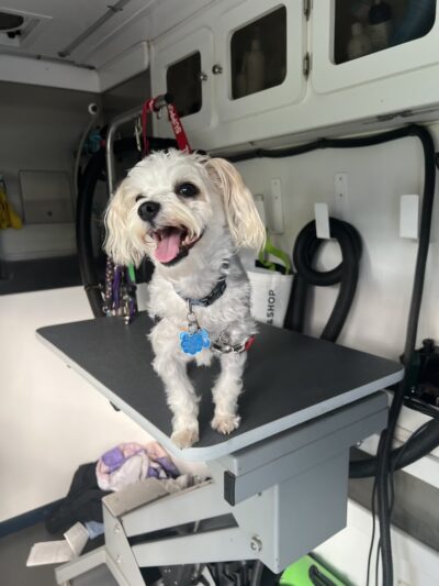ThePawfectTouch PetSpa - ,