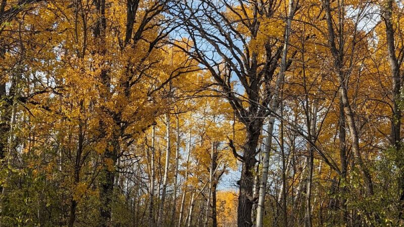Greenwood Trails Recreation Area Park - Thief River Falls, MN
