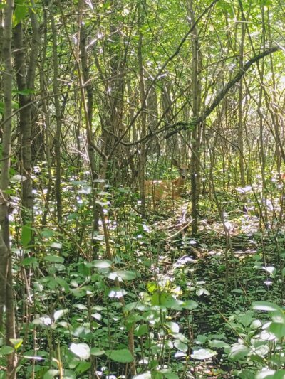 Greenwood Trails Recreation Area Park - Thief River Falls, MN