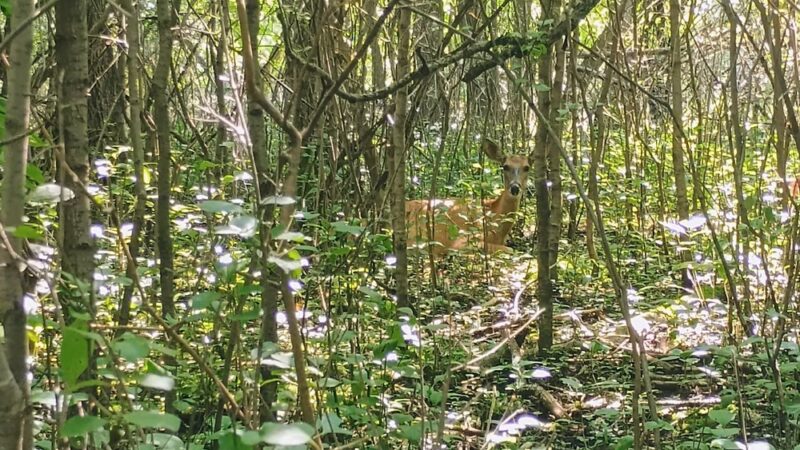Greenwood Trails Recreation Area Park - Thief River Falls, MN