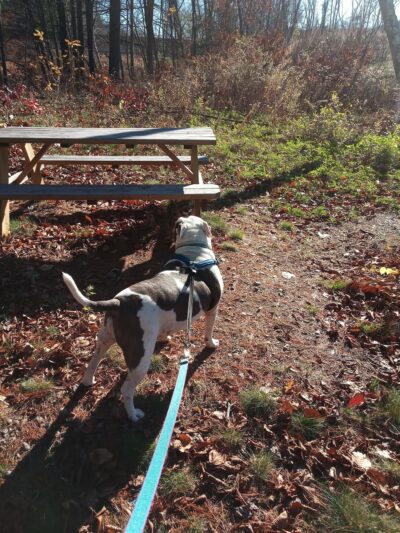 Naugatuck River Walk - Thomaston, CT