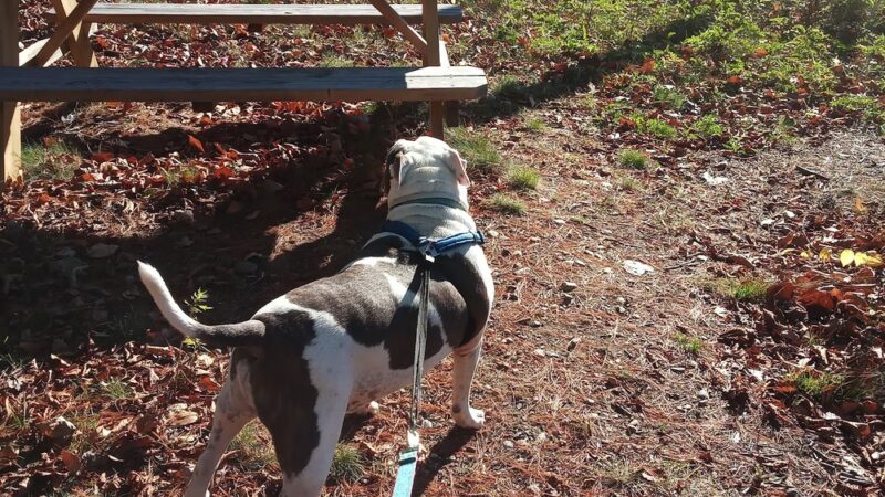 Naugatuck River Walk - Thomaston, CT