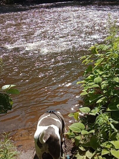 Naugatuck River Walk - Thomaston, CT