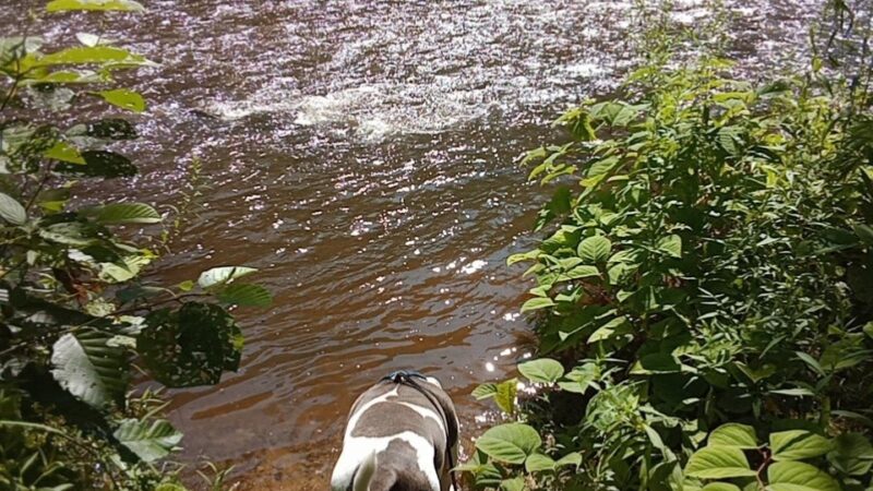 Naugatuck River Walk - Thomaston, CT
