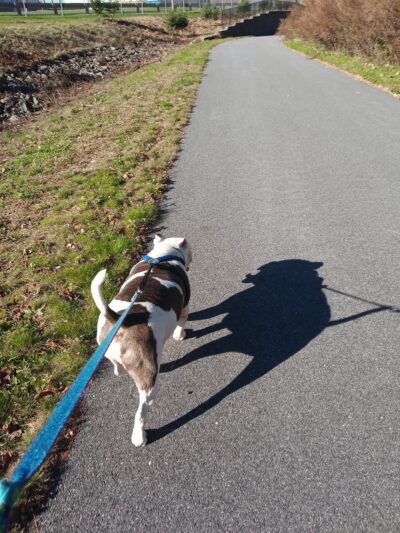 Naugatuck River Walk - Thomaston, CT