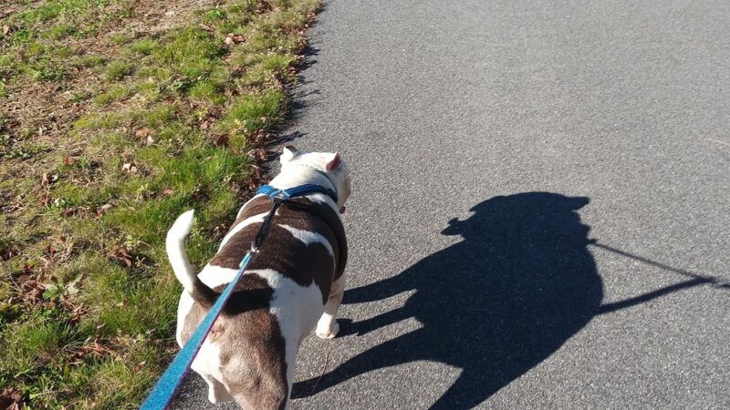 Naugatuck River Walk - Thomaston, CT