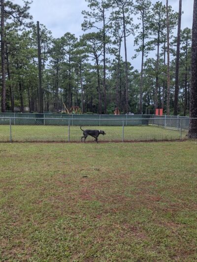 Dog Park - Thomasville, GA