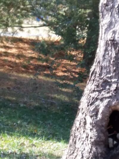 Myers Park - Thomasville, NC