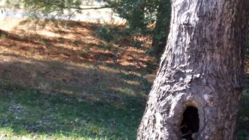 Myers Park - Thomasville, NC
