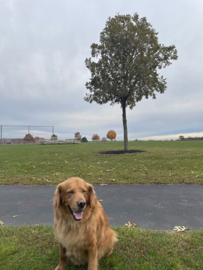 Farmer's Field - Thomasville, PA