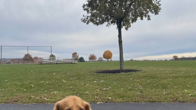 Farmer's Field - Thomasville, PA