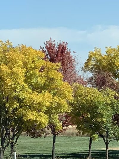 Holly Park - Thornton, CO