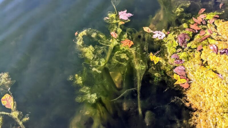 James M. Carroll Park - Thornwood, NY