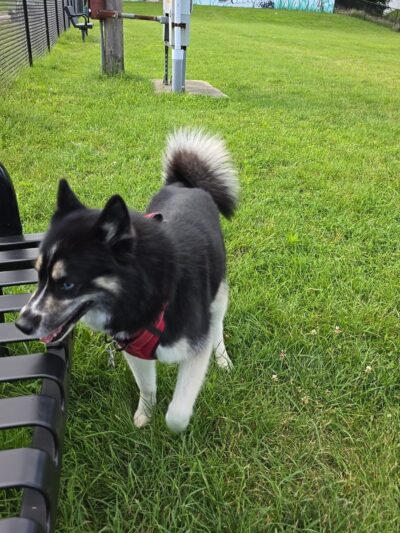 Three Rivers Dog Park - Three Rivers, MI