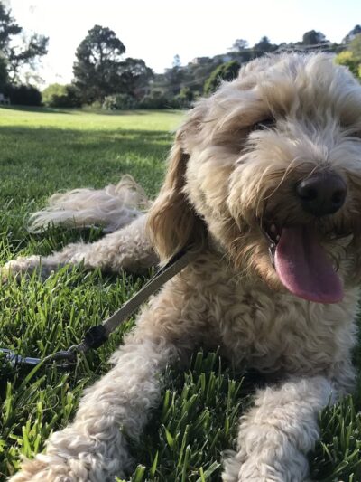 Tiburon Dog Park - Tiburon, CA