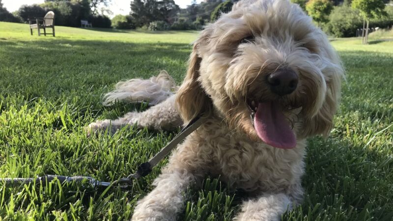 Tiburon Dog Park - Tiburon, CA