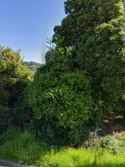 Tiburon Dog Park - Tiburon, CA