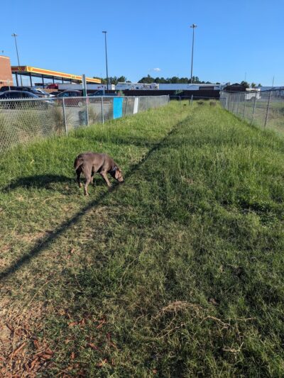 Dog Park at Love's Travel Stops - Tifton, GA