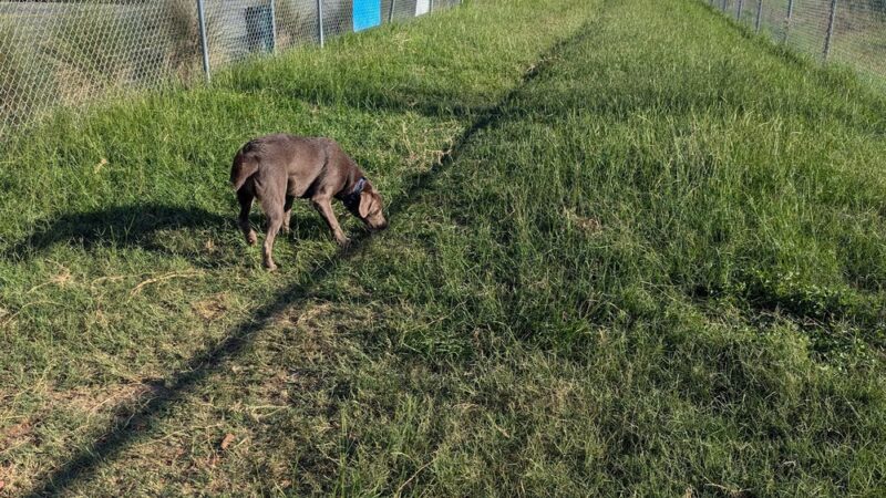 Dog Park at Love's Travel Stops - Tifton, GA
